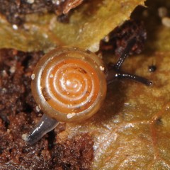 Euconulus