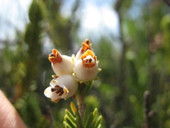 Erica flanaganii
