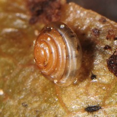 Euconulus