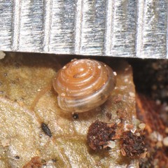 Euconulus