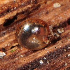 Euconulus