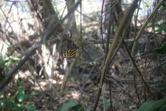 Mechanitis lysimnia utemaia