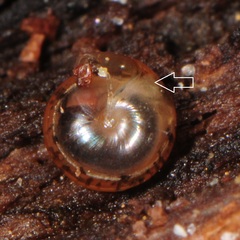 Euconulus