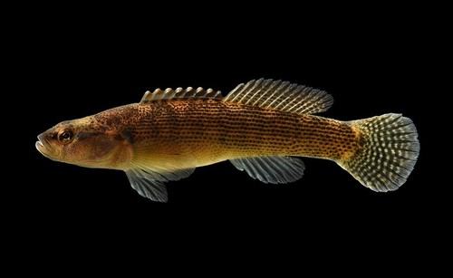 Fantail Darter