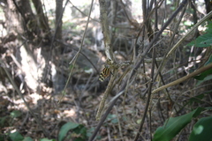 Mechanitis lysimnia utemaia