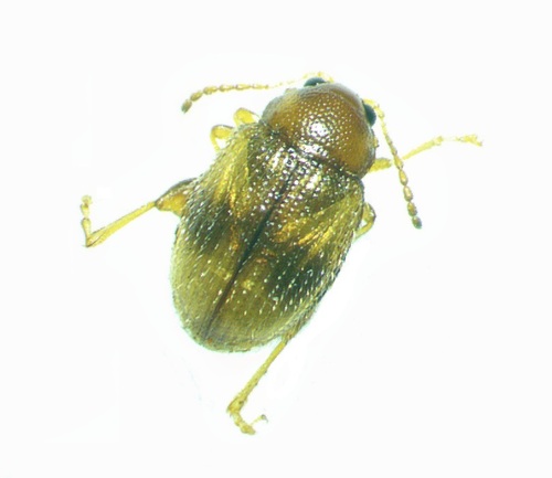 Pulga-do-fumo (Epitrix fasciata)