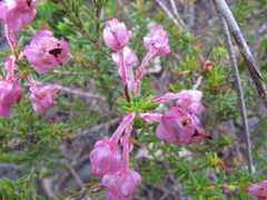 Erica gracilipes