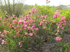 Erica gracilipes