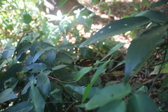 Mechanitis lysimnia utemaia