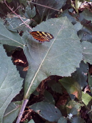Mechanitis lysimnia utemaia