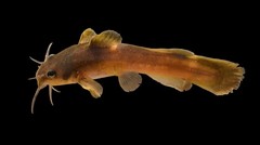 Noturus flavus