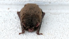 Myotis austroriparius