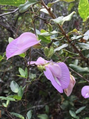 Centrosema arenicola