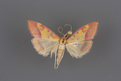 Pyrausta perrubralis