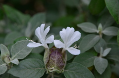 Barleria albostellata
