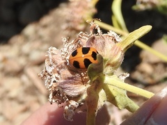 Coccinella monticola