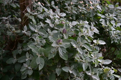 Barleria albostellata