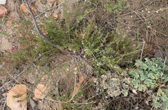 Muraltia dispersa