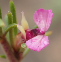 Muraltia dispersa