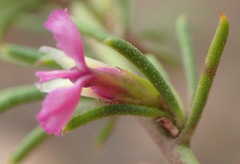 Muraltia dispersa