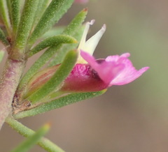 Muraltia dispersa
