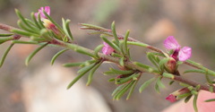 Muraltia dispersa