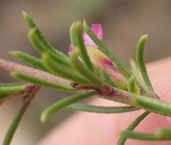 Muraltia dispersa