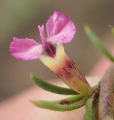 Muraltia dispersa