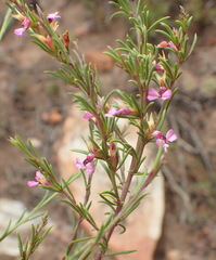 Muraltia dispersa