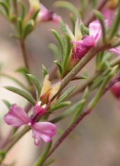 Muraltia dispersa