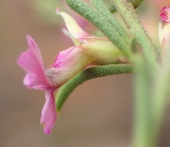 Muraltia dispersa