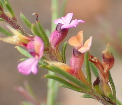 Muraltia dispersa