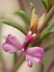 Muraltia dispersa