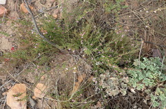 Muraltia dispersa