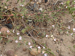 Muraltia dispersa