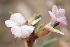 Muraltia dispersa