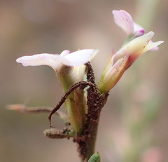 Muraltia dispersa