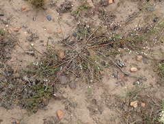 Muraltia dispersa