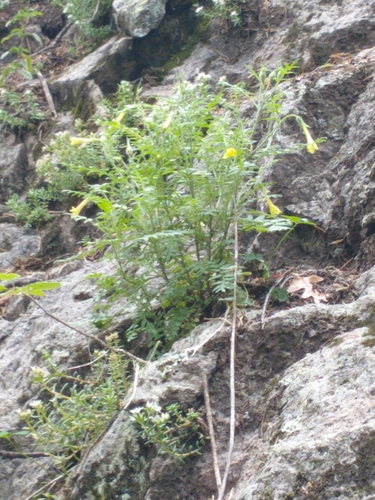 Image of Polemonium pauciflorum by no rights reserved