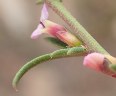 Muraltia dispersa