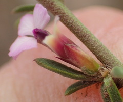 Muraltia dispersa