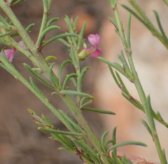Muraltia dispersa