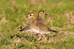 European Golden Plover photo 4