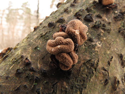 Encoelia furfuracea image
