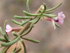 Muraltia dispersa