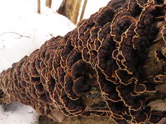 Hydnoporia tabacina image
