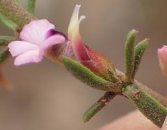 Muraltia dispersa