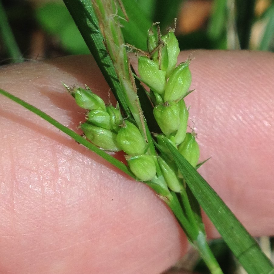 Carex godfreyi
