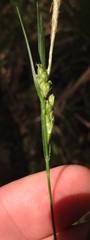 Image of Carex godfreyi