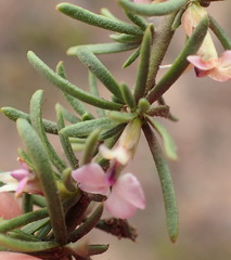 Muraltia dispersa